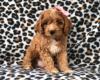 Puppies for sale Germany, Berlin Toy-poodle