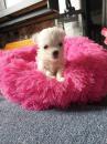 Puppies for sale Cyprus, Protaras Maltese