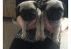 Puppies for sale Canada, Ontario, London Pug