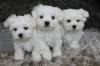 Puppies for sale Germany, Berlin Maltese