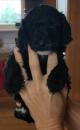 Puppies for sale Sweden, Mutal Other breed