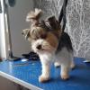 Puppies for sale Malta, Valletta Yorkshire Terrier