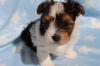 Puppies for sale Sweden, Malmo Yorkshire Terrier