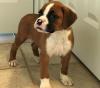 Puppies for sale Denmark, Aarhus Boxer