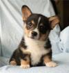 Puppies for sale Netherlands, Maastricht , Welsh Corgi Pembroke