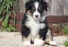 Puppies for sale Belgium, Charleroi Australian Shepherd