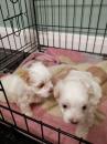 Puppies for sale Cyprus, Paphos Maltese