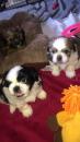 Puppies for sale Cyprus, Limassol Shih Tzu