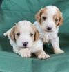 Puppies for sale Latvia, Kuldiga Other breed
