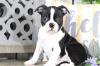 Puppies for sale Latvia, Riga Boston Terrier