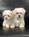 Puppies for sale Netherlands, Utrecht Maltese