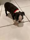 Puppies for sale Sweden, Goteborg Boston Terrier