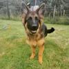 Puppies for sale Czech Republic, Dunajska Streda Other breed