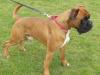Puppies for sale Denmark, Aalborg Boxer