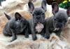 Puppies for sale Denmark, Kopenagen French Bulldog