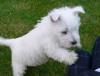 Puppies for sale Cyprus, Larnaca West Highland White Terrier