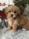 Puppies for sale Netherlands, Amsterdam , Shih-poo