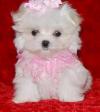 Puppies for sale Greece, Athens Maltese