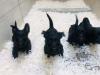 Puppies for sale Cyprus, Limassol Scotch-terrier, Toy