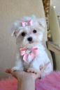 Puppies for sale Finland, Helsinki Maltese