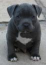 Puppies for sale Sweden, Stockholm Staffordshire Bull Terrier