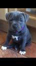 Puppies for sale Cyprus, Paphos Staffordshire Bull Terrier