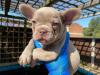 Puppies for sale USA, Alabama French Bulldog