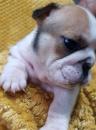 Puppies for sale Czech Republic, Gottwald English Bulldog