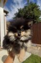 Puppies for sale Czech Republic, Dunajska Streda Other breed