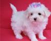 Puppies for sale Spain, Madrid Maltese