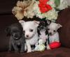 Puppies for sale Czech Republic, Hradec Kralove Chihuahua