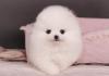 Puppies for sale Cyprus, Paphos Pomeranian Spitz