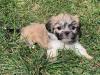 Puppies for sale Spain, Seville Lhasa Apso