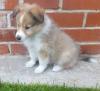 Puppies for sale Germany, Duisburg Sheltie (Shetland Sheepdog)