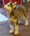 Puppies for sale Cyprus, Nicosia Haski