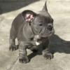 Puppies for sale Germany, Kayzerslauten French Bulldog