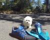 Puppies for sale Belgium, Brussels Maltese
