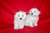 Puppies for sale Netherlands, Groningen Maltese