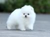 Puppies for sale Belgium, Antwerp , Pomeranian