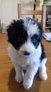 Puppies for sale Belgium, Charleroi Border Collie