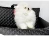 Puppies for sale Poland, Warsaw Pomeranian Spitz
