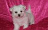 Puppies for sale Cyprus, Paphos Maltese