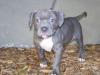 Puppies for sale Belgium, Brussels American Pit-Bull Terrier
