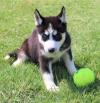 Puppies for sale Spain, Malaga , Siberian Husky