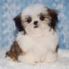 Puppies for sale Belgium, Brussels Shih Tzu