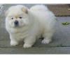 Puppies for sale Netherlands, Eindhoven Chow Chow