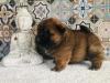 Puppies for sale Canada, Manitoba Chow Chow