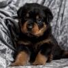 Puppies for sale Germany, Gelsenkirchen Rottweiler