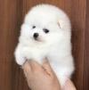 Puppies for sale Belgium, Bruges , Pomeranian