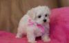 Puppies for sale Netherlands, Amsterdam Maltese
